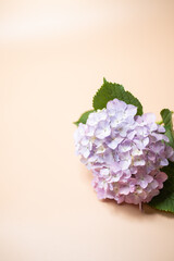 Obraz premium 満開のアジサイ