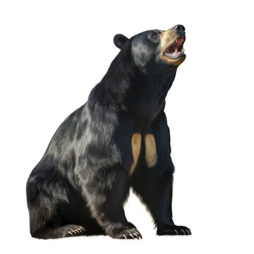 Sun bear isolated on white created with Generative AI