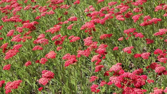 Blooming red yarrow in an outdoor meadow swayed by the wind on a summer sunny day