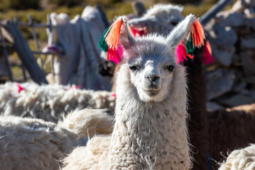Obraz premium Close-up on white llama face