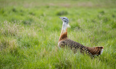 Great bustard (Otis tarda) male in long grass