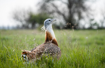 Great bustard (Otis tarda) male in long grass