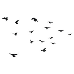 Silhouette sketch of a flock of flying birds, flight in different positions. Hover, soaring, landing, flying, flutter