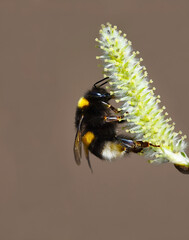 buff-tailed bumblebee or large earth bumblebee (Bombus terrestris) on a willow flower.