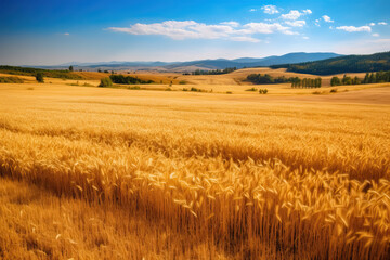 Fototapeta na wymiar Landscape, field of ripe wheat on a sunny day.