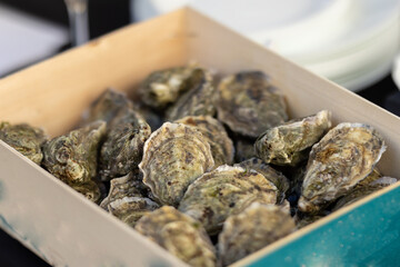 Lots of oysters inside the container before serving in the restaurant