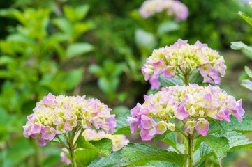 滋賀県余呉　全長寺のあじさい
