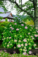 滋賀県余呉　全長寺のあじさい