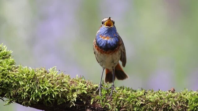 Bluethroat, Luscinia svecica. A singing bird sits on a beautiful branch