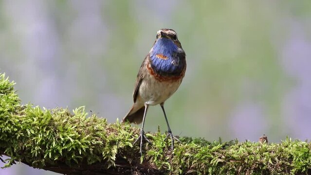 A Bluethroat sits on a beautiful branch and sings