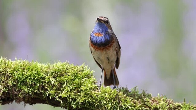 A Bluethroat sits on a branch and sings, a beautiful blurry background