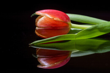 Tulip reflected on black