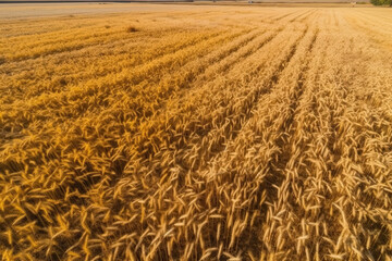 Landscape, field of ripe wheat on a sunny day.