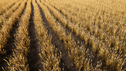 Aerial view wheat field. Agricultural farming realistic 3d render.