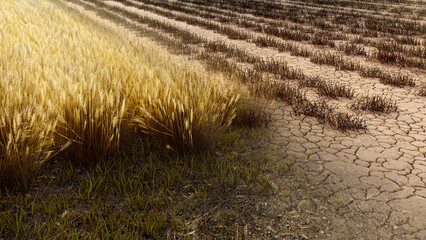 Dying wheat field transition realistic 3d render. soil depletion, drought, crop failure, environmental disaster concept.