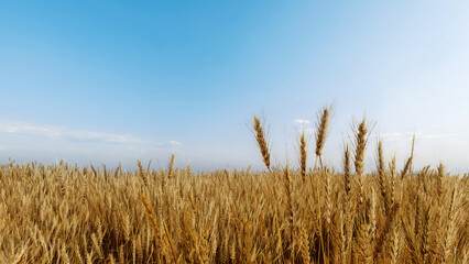 Aerial view wheat field. Wheat spikelets Agricultural farming realistic 3d render. - obrazy, fototapety, plakaty