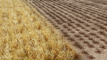 Dying wheat field transition realistic 3d render. soil depletion, drought, crop failure, environmental disaster concept.