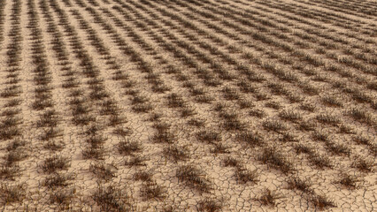 Dead wheat field aerial view. Realistic 3d render. Soil depletion, drought, crop failure, environmental disaster concept visualization