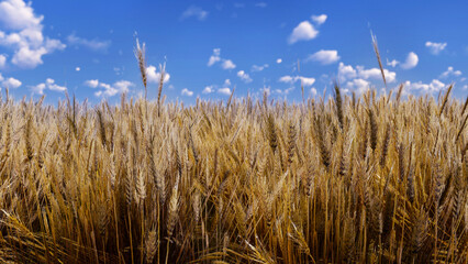 Aerial view wheat field. Wheat spikelets Agricultural farming realistic 3d render.
