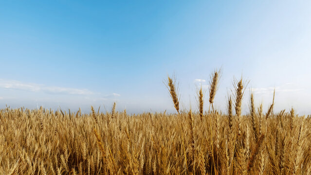 Aerial view wheat field. Wheat spikelets Agricultural farming realistic 3d render.