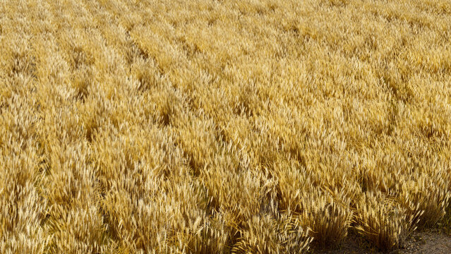 Aerial view wheat field. Agricultural farming realistic 3d render.