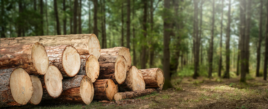 Log spruce trunks pile. Sawn trees from the forest. Logging timber wood industry. Cut trees along a road prepared for removal. Panorama