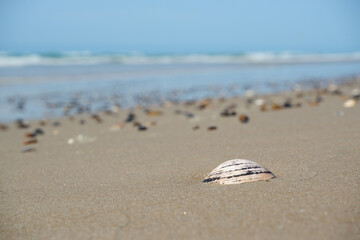 Pebbles and shells on the white sand of a Scandinavian beach. Surf of the North Sea.