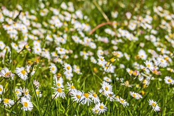 Flowering Daisy flowers on a sunny meadow