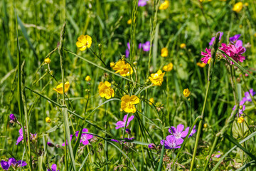 Meadow Buttercup flowering on a meadow
