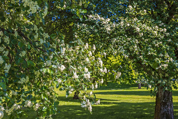 Flowering Swedish whitebeam trees a sunny summer day