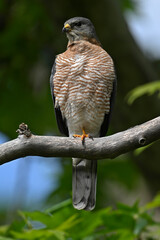 Kurzfangsperber, Männchen // Levant sparrowhawk, male (Accipiter brevipes) - Chalkidiki, Greece