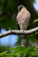 Levant sparrowhawk, male // Kurzfangsperber, Männchen (Accipiter brevipes) - Chalkidiki, Greece