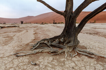 tree in the desert