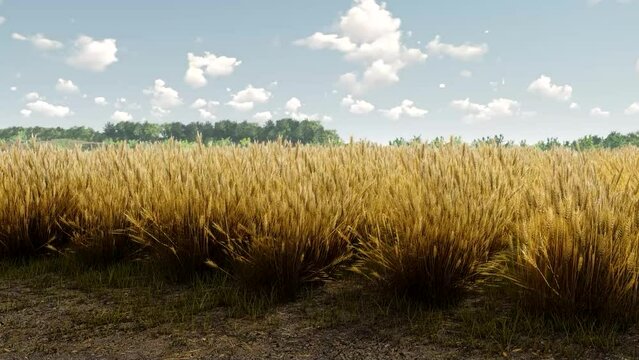 Wheat field camera roll. Сlose-up shot of wheat spikelets. Harvest concept realistic CGI render clip. 