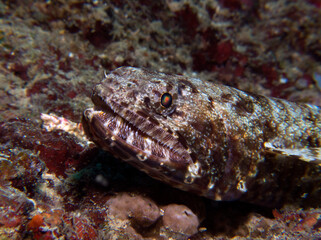 Obraz na płótnie Canvas A sand Lizardfish camouflaged on rocks Boracay Island Philippines