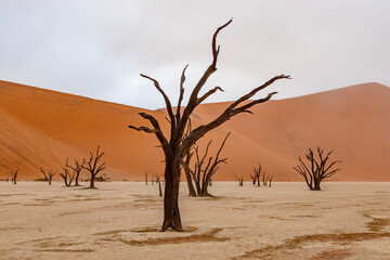 tree in the desert