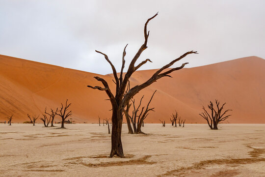 tree in the desert