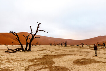 Fototapeta na wymiar tree in the desert