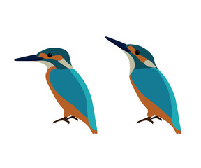 Set of Common Eurasian river kingfisher bird. Alcedo atthis isolated on white background. Vector illustration.