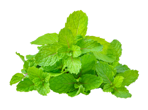 mint leaves transparent png