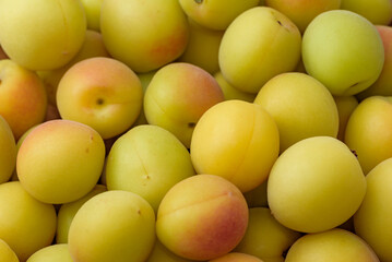 Yellow ripe small ume fruits (after harvest)