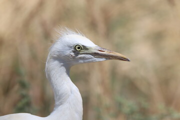 great blue heron