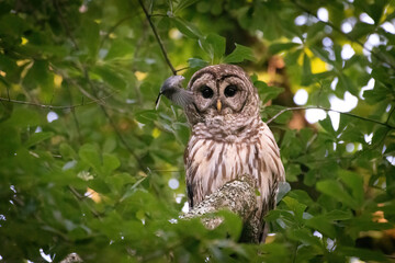 Alabama Barred Owl