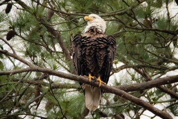 american bald eagle