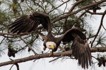 eagle in flight
