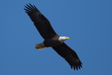 Alabama Bald Eagles