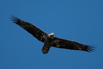 Alabama Bald Eagles