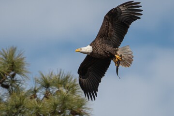 Alabama Bald Eagles