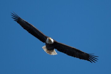 Obraz premium Alabama Bald Eagles