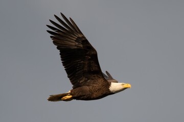 Obraz premium Alabama Bald Eagles